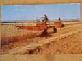 1960S Case Windrower - Post card showing cutting of Marovian Barley in the San Luis Valley for Coors beer. A main ingredient of 